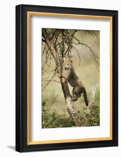 Cheetah Cub at Ngorongoro Conservation Area, Tanzania-Paul Souders-Framed Photographic Print