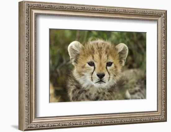 Cheetah Cub at Ngorongoro Conservation Area, Tanzania-Paul Souders-Framed Photographic Print