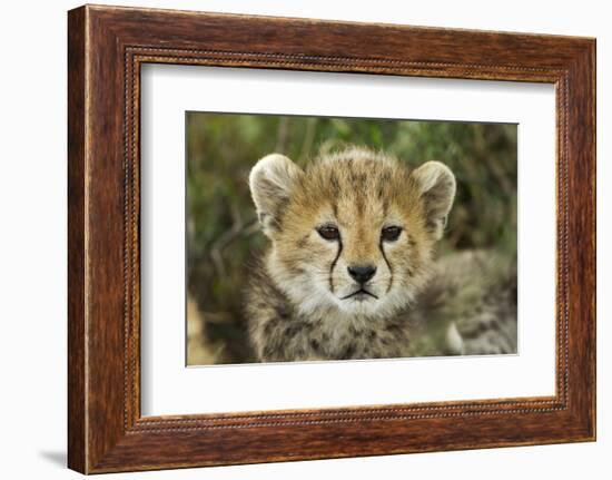 Cheetah Cub at Ngorongoro Conservation Area, Tanzania-Paul Souders-Framed Photographic Print