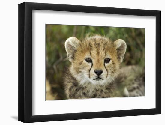 Cheetah Cub at Ngorongoro Conservation Area, Tanzania-Paul Souders-Framed Photographic Print
