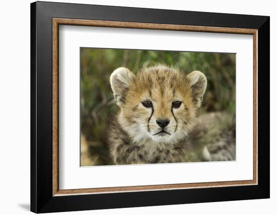 Cheetah Cub at Ngorongoro Conservation Area, Tanzania-Paul Souders-Framed Photographic Print