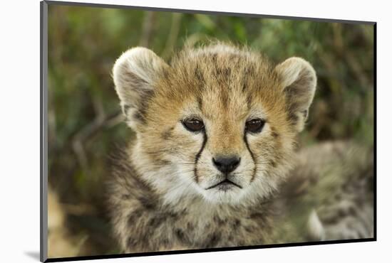 Cheetah Cub at Ngorongoro Conservation Area, Tanzania-Paul Souders-Mounted Photographic Print