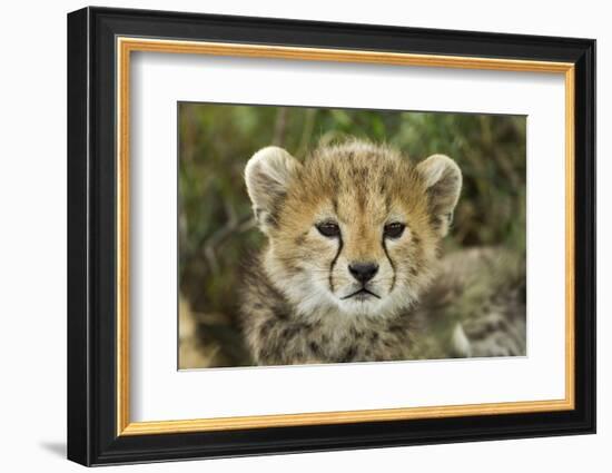 Cheetah Cub at Ngorongoro Conservation Area, Tanzania-Paul Souders-Framed Photographic Print