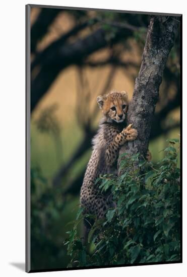 Cheetah Cub Clinging to Tree Trunk-DLILLC-Mounted Photographic Print