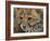 Cheetah Cub Close-David Stribbling-Framed Art Print