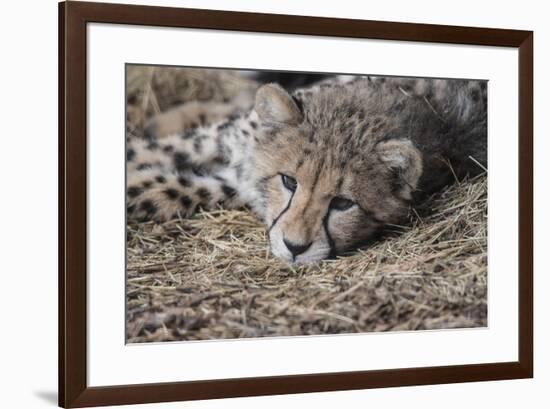 Cheetah Cub Hz 17 2-Robert Michaud-Framed Giclee Print