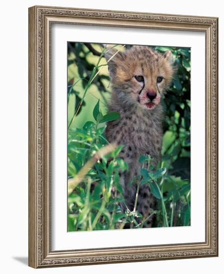 Cheetah Cub, Masai Mara Game Reserve, Kenya-Gavriel Jecan-Framed Photographic Print