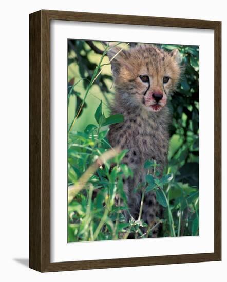 Cheetah Cub, Masai Mara Game Reserve, Kenya-Gavriel Jecan-Framed Photographic Print