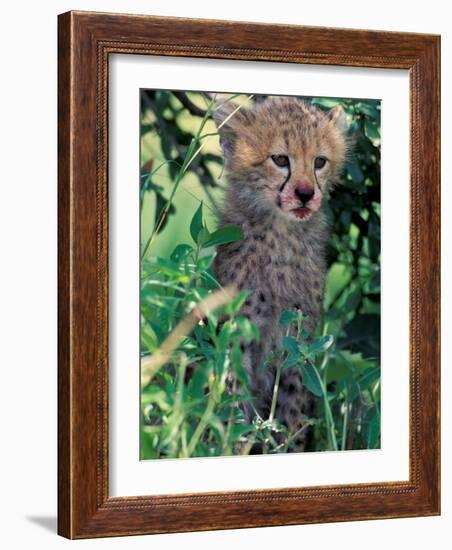 Cheetah Cub, Masai Mara Game Reserve, Kenya-Gavriel Jecan-Framed Photographic Print