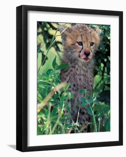 Cheetah Cub, Masai Mara Game Reserve, Kenya-Gavriel Jecan-Framed Photographic Print