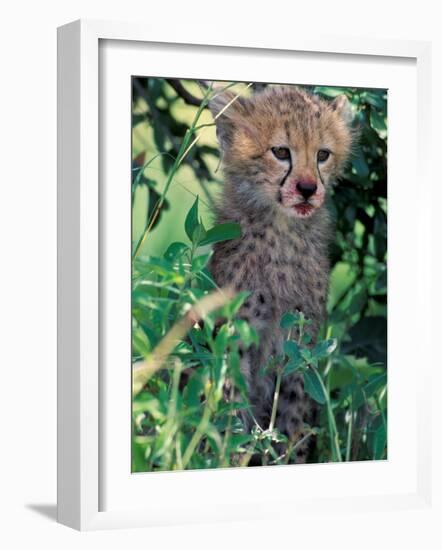 Cheetah Cub, Masai Mara Game Reserve, Kenya-Gavriel Jecan-Framed Photographic Print