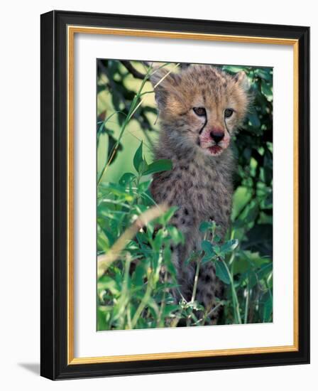 Cheetah Cub, Masai Mara Game Reserve, Kenya-Gavriel Jecan-Framed Photographic Print