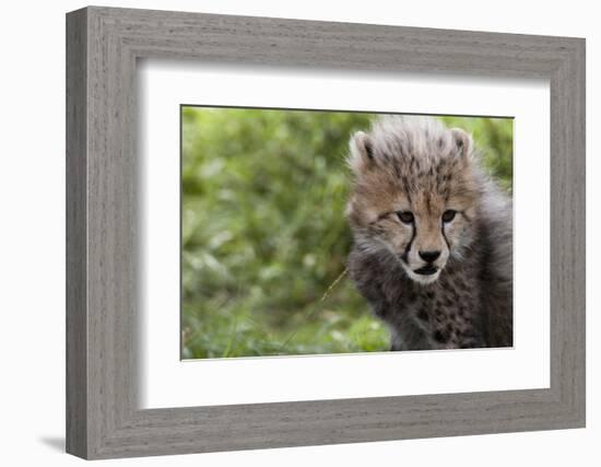 Cheetah Cub, Masai Mara, Kenya-Sergio Pitamitz-Framed Photographic Print