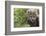 Cheetah Cub, Masai Mara, Kenya-Sergio Pitamitz-Framed Photographic Print