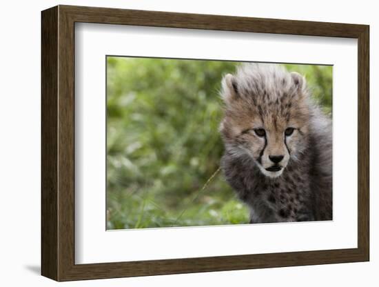 Cheetah Cub, Masai Mara, Kenya-Sergio Pitamitz-Framed Photographic Print