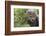 Cheetah Cub, Masai Mara, Kenya-Sergio Pitamitz-Framed Photographic Print