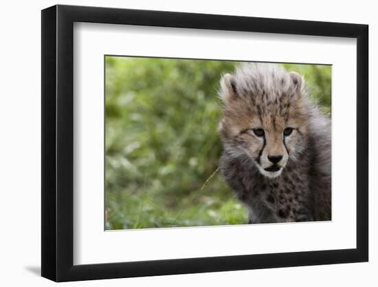 Cheetah Cub, Masai Mara, Kenya-Sergio Pitamitz-Framed Photographic Print