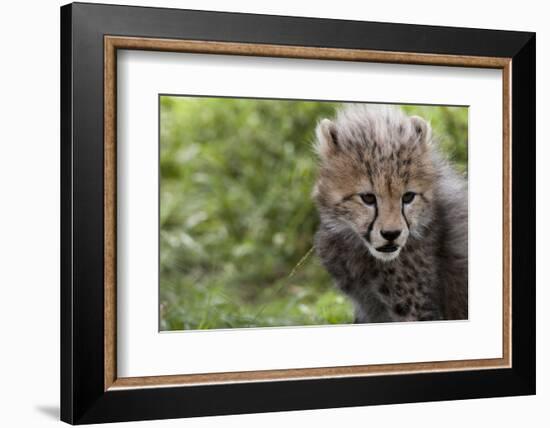 Cheetah Cub, Masai Mara, Kenya-Sergio Pitamitz-Framed Photographic Print