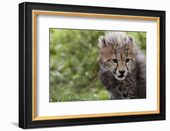 Cheetah Cub, Masai Mara, Kenya-Sergio Pitamitz-Framed Photographic Print