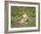 Cheetah Cub Playing with its Mother, Ndutu, Ngorongoro, Tanzania-null-Framed Photographic Print