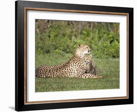 Cheetah Cub Playing with its Mother, Ndutu, Ngorongoro, Tanzania-null-Framed Photographic Print