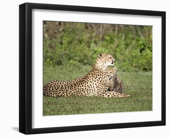 Cheetah Cub Playing with its Mother, Ndutu, Ngorongoro, Tanzania-null-Framed Photographic Print