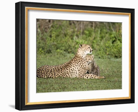 Cheetah Cub Playing with its Mother, Ndutu, Ngorongoro, Tanzania-null-Framed Photographic Print