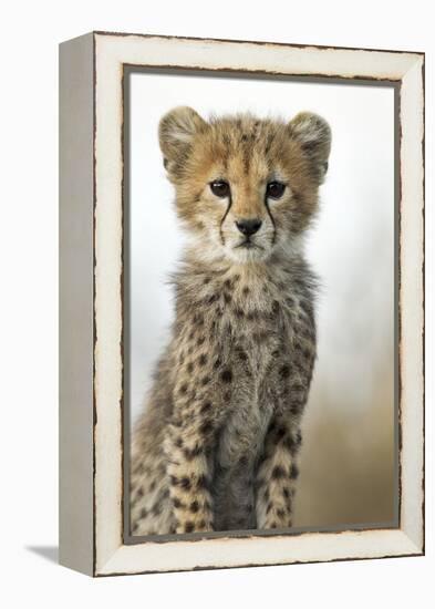 Cheetah Cub-null-Framed Premier Image Canvas