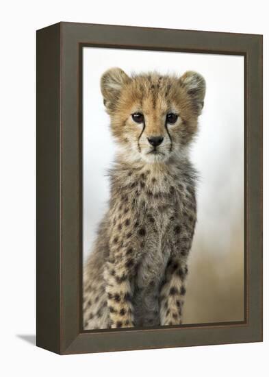 Cheetah Cub-null-Framed Premier Image Canvas