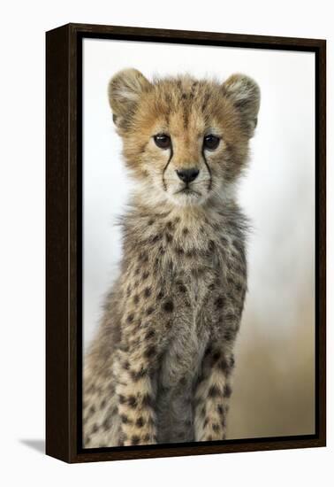 Cheetah Cub-null-Framed Premier Image Canvas