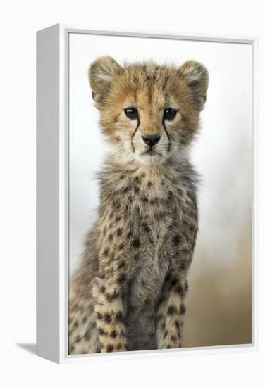 Cheetah Cub-null-Framed Premier Image Canvas