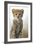 Cheetah Cub-null-Framed Photographic Print