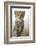 Cheetah Cub-null-Framed Photographic Print