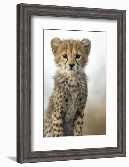 Cheetah Cub-null-Framed Photographic Print