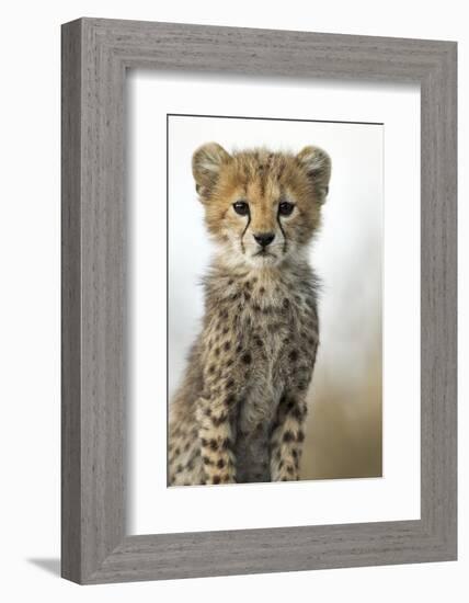 Cheetah Cub-null-Framed Photographic Print