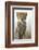 Cheetah Cub-null-Framed Photographic Print