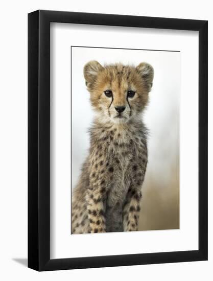 Cheetah Cub-null-Framed Photographic Print