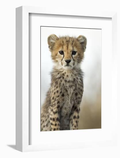 Cheetah Cub-null-Framed Photographic Print