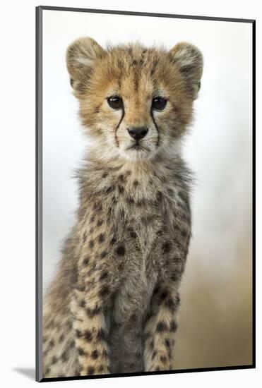 Cheetah Cub-null-Mounted Photographic Print