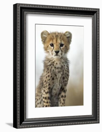 Cheetah Cub-null-Framed Photographic Print