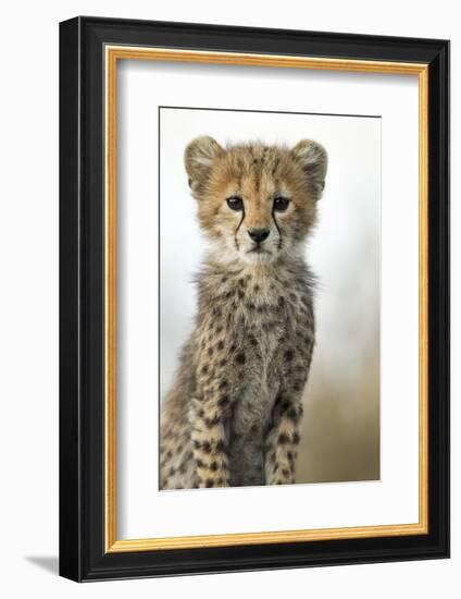 Cheetah Cub-null-Framed Photographic Print