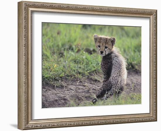 Cheetah Cub-DLILLC-Framed Photographic Print