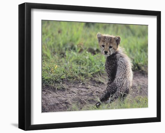 Cheetah Cub-DLILLC-Framed Photographic Print