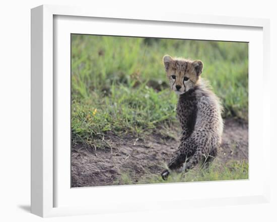 Cheetah Cub-DLILLC-Framed Photographic Print