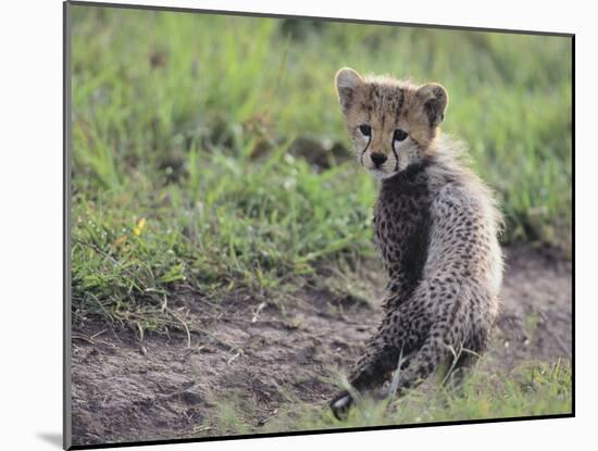 Cheetah Cub-DLILLC-Mounted Photographic Print