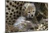 Cheetah Cub-null-Mounted Photographic Print