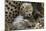 Cheetah Cub-null-Mounted Photographic Print