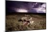 Cheetah Cubs and Lightning Storm, Ngorongoro Conservation Area, Tanzania-Paul Souders-Mounted Photographic Print