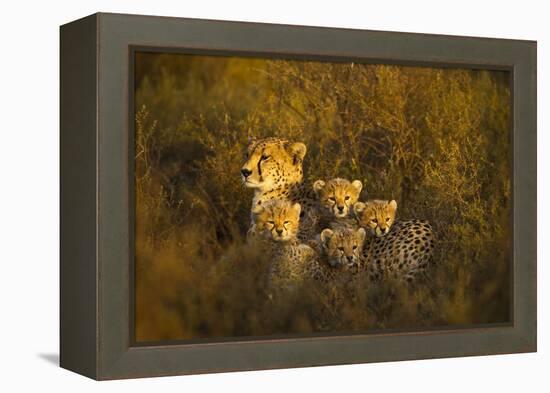 Cheetah Cubs and their Mother-Paul Souders-Framed Premier Image Canvas