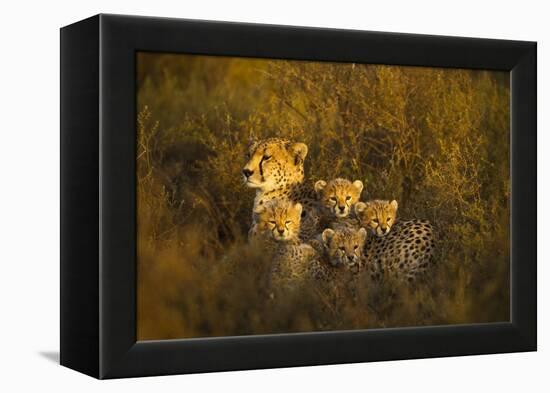 Cheetah Cubs and their Mother-Paul Souders-Framed Premier Image Canvas